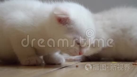 特写小猫吃猫粮.