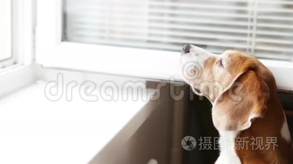 小猎犬嗅着街上的气味，想走路