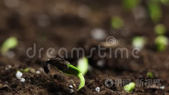 温室农业植物生长、发芽的时间推移