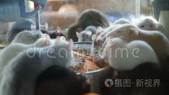 仓鼠在宠物动物园吃东西视频