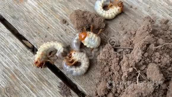 植物重要害虫的幼虫，五月甲虫的或五月甲虫的，接近