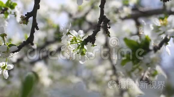 春天日本樱花在树上视频