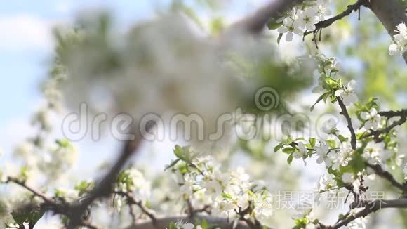 春天日本樱花在树上