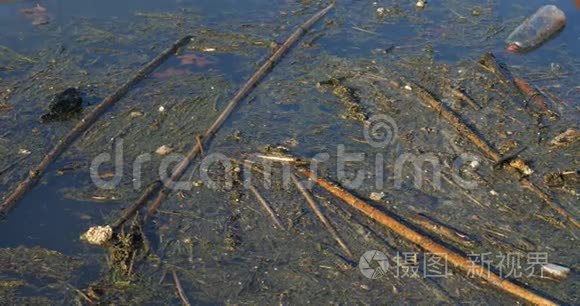 淡水河污染水面视频