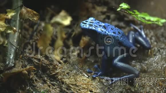 一只蓝色毒蛙的镜头侧面特写视频