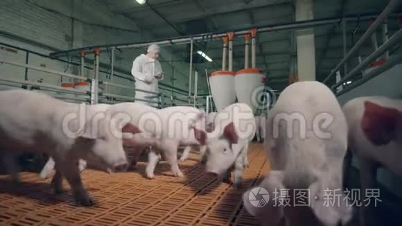 养猪场和一个农场工人观察视频