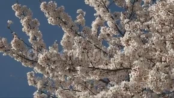 华盛顿特区带有樱花的低视角枝视频