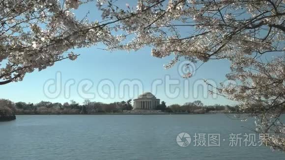 杰斐逊纪念碑和樱花的晨景视频