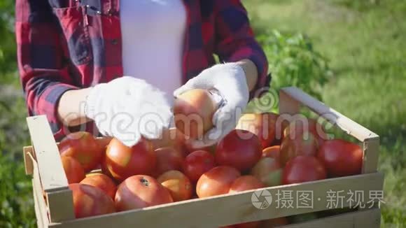 农夫手拿着几个成熟的西红柿在一个木箱里。 收获蔬菜。