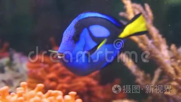 在水中游泳的蓝色唐型外科医生鱼的特写镜头，受欢迎的热带水族馆宠物，来自太平洋的异国鱼类。