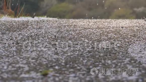 樱花花瓣在路上飞舞视频