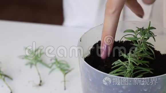 有迷迭香枝的盆栽。 女人的手指在土壤上打洞。 它需要有发芽根的迷迭香枝