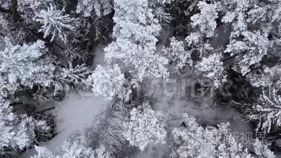 冬季云杉和松密林的无人机景观。 多云天气下美丽的冬季景观.. 树树