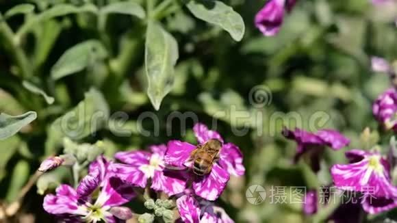 蜜蜂采集花粉飞越春紫花，授粉生态系统