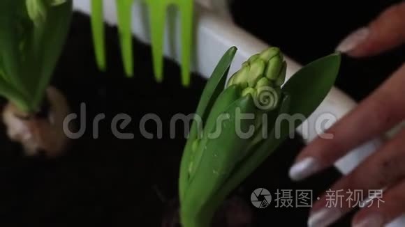 照顾移植风信子的女人。 用花园叉子松开球茎附近的土壤。 风信子移植。 特写镜头