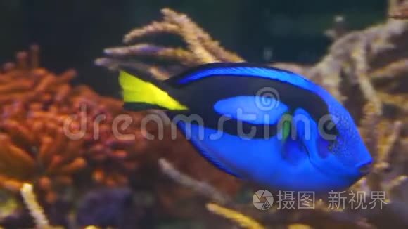 一条蓝色唐型外科医生鱼的特写镜头，受欢迎的热带水族馆宠物，来自太平洋的异国鱼类