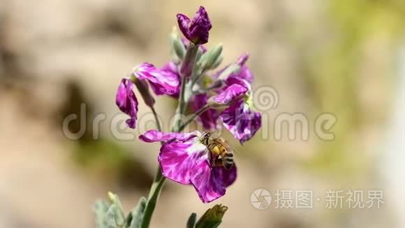 蜜蜂采花粉飞过春紫花，自然授粉