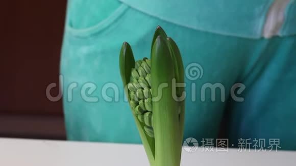 女人在风信子球茎上添加土壤。 芽和芽是可见的。 特写镜头