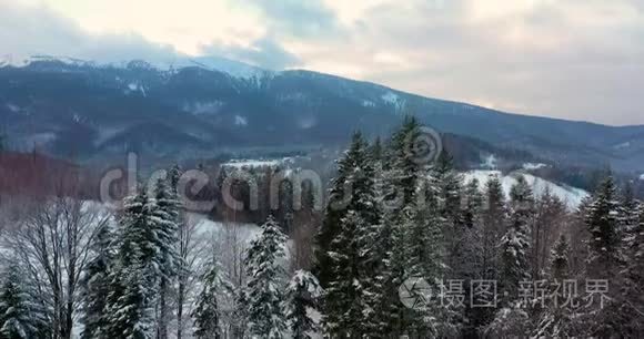 森林覆盖着积雪的鸟瞰图.