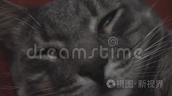 入睡灰猫的特写镜头视频