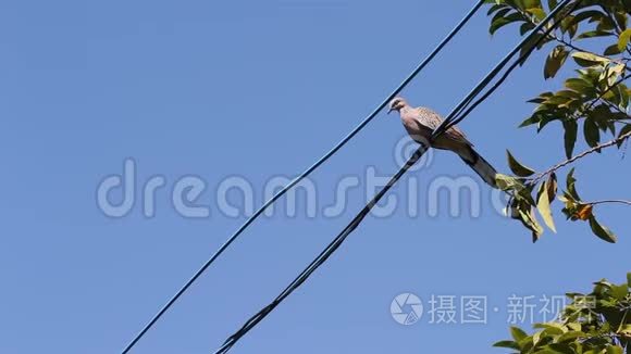 鸽子栖息在电线上，树顶和蓝天背景上