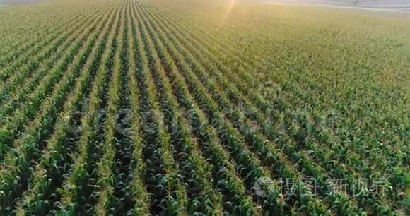 农田种植玉米的农业鸟瞰图视频