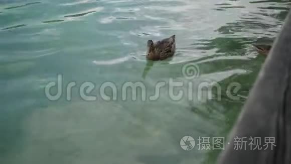 野鸭漂浮在清澈透明的湖水上视频