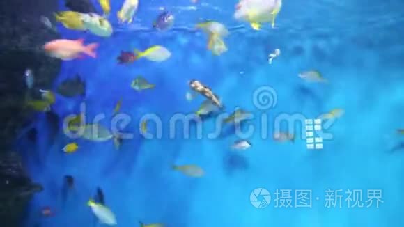 在海洋水族馆里喂养外来鱼。 海洋生物