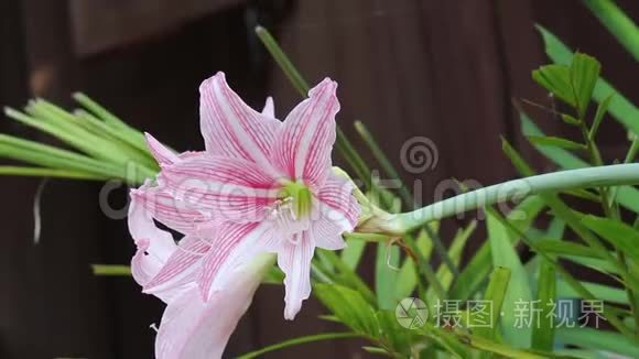 美丽的粉红色金丝雀花开了，自然花园里有微风