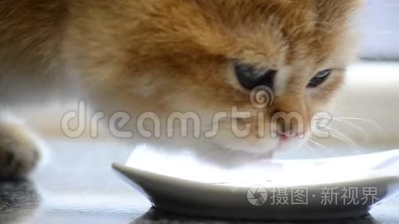 一只可爱的英国品种的金色小猫舔着碟子里的鲜奶，猫`脸特写