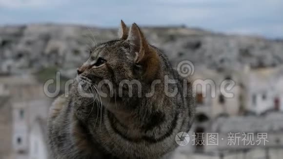 被剥光的野猫脸，闭上眼睛，在物质模糊背景上的运动细节，宠物