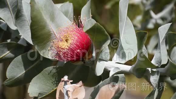 桉树花枝随风摇曳视频