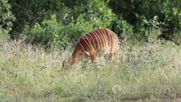 雌性羚羊在自然栖息地视频