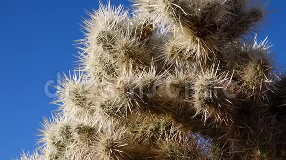 美国加利福尼亚州乔舒亚树国家公园仙人掌园中的银质花冠筒状棘皮mp4格式视频下载 正版视频编号02ifds 摄图新视界视频库