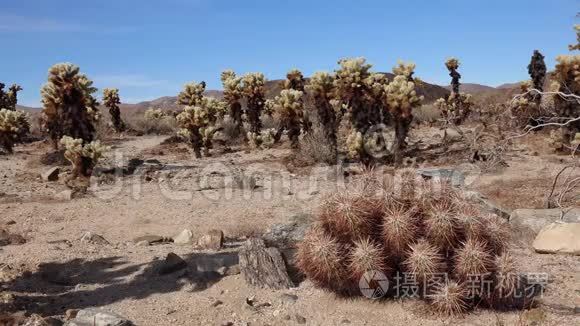 乔舒亚树国家公园的仙人掌花园。 泰迪熊花冠圆柱状大叶藻和大叶藻。