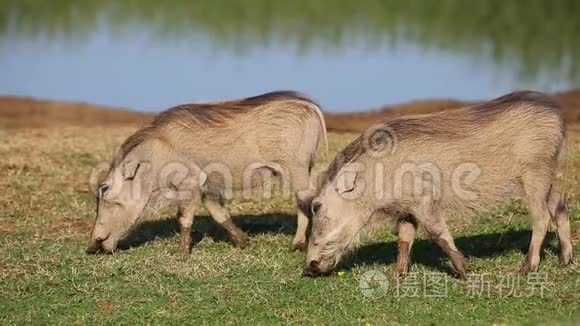 疣猪在自然栖息地觅食