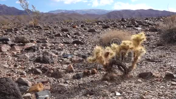 美国加利福尼亚州仙人掌花园中的银质花冠筒状棘皮mp4格式视频下载 正版视频编号02ifz0 摄图新视界视频库