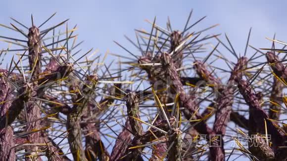 亚利桑那州的铅笔树,长着黄色的刺,顶着蓝天.圣诞节,塔萨吉罗短视频