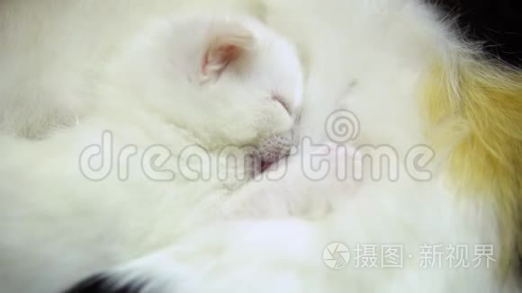 小猫从妈妈的乳房`吸奶。