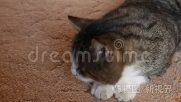 条纹猫近距离地看着相机