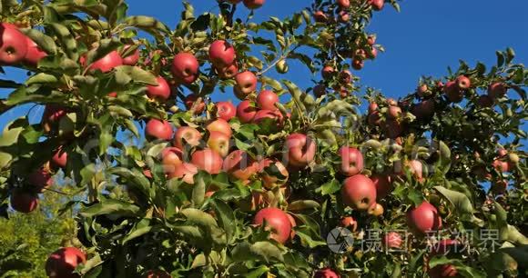 法国的果园苹果树. 树上的水果.短视频