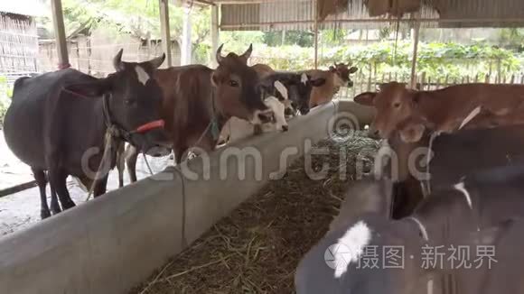 孟加拉国达卡的奶牛场视频