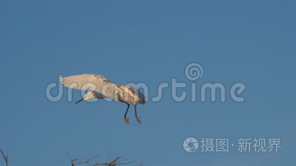 小白鹭在苍鹭，卡玛格，法国。