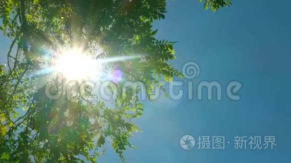 仰望树梢，阳光透过绿叶，夏日的森林在夕阳下