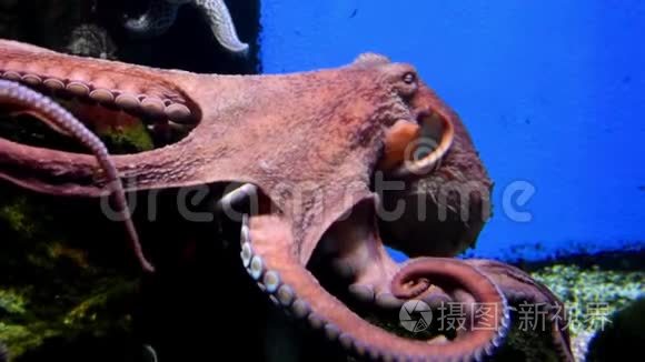 章鱼触须视频- 00:101080p将章鱼和湾叶一起煮在水里视频- 00:001080p