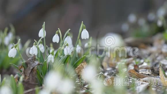 春暖花开的雪花和水滴预示着春天的到来