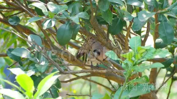 红鸽或红龟鸽在树枝上栖息和捕食羽毛