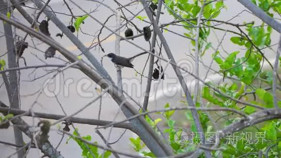 吃一只昆虫栖息在树枝上的鸟