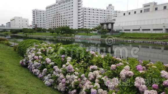 老中川河床在日本视频