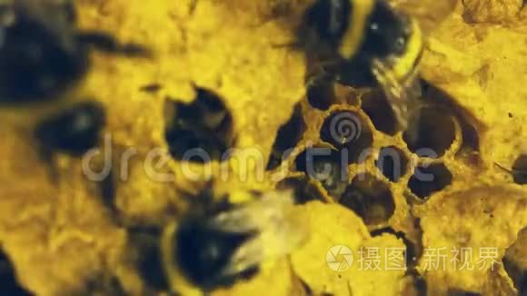 靠近大黄蜂蜂巢。 在蜂房里工作的蜜蜂的高分辨率镜头。 它们在温室里使用